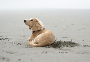 песок, друг, Собака