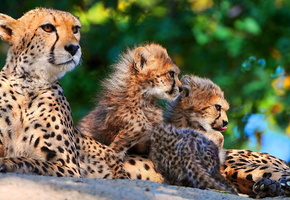семья, Гепард, трое, мать, мама, котята
