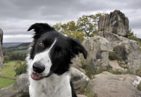 Собака, взгляд, друг