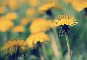 день, одуванчик, весна, солнце, тепло, Макро, свет