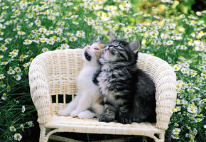 киса, Cat, котэ, кот, котенок, двое, кошка, киска, цветы