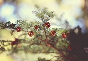 хвоя, шишки, Ветка, фокус, ель, иголки, природа, боке