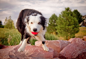 Собака, фон, мячь