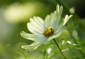 макро, белый, цветок, Космея