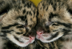 спят, Котята, вместе, парочка, двое, пятнистые