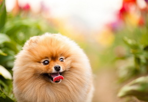 Собака, взгляд, фон