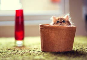 кот, кошка, корзинка, комната, Котенок, ковер, daisy, фокус