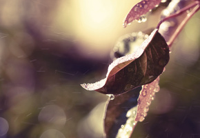 осень, дождь, капли, ветка, Листья, природа, вода, цвет