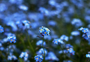 фокус, размытие, боке, цвета, синий, Цветы, жёлтый