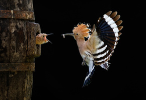 sony world photography awards, полет, Птица, птенец, удод