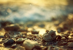 ракушки, Камни, bokeh