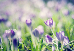 crocuses, весна, Крокусы, сиреневый