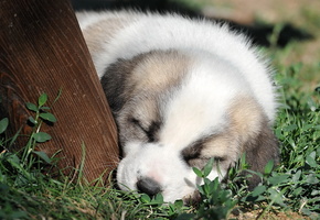 фон, щенок, Собака