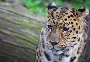 пятна, leopard, усы, Леопард, морда