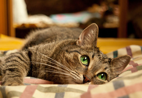 обои, Лежит, кот, кровать