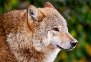 санитар, хищник, Волк