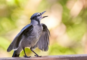 макро, крылья, Juvenile blue jay, птица, поверхность