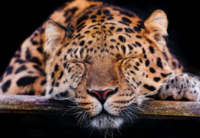 лапа, усы, спит, тёмный фон, Леопард, морда