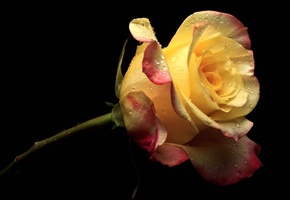 роза, Цветы, желтый, лепестки, цветок, розовый