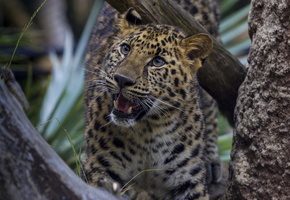 интерес, Леопард, дерево