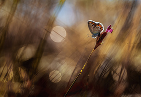 Макро, розмытости, блики, трава, бабочка