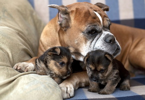 Собаки, щенки, дом