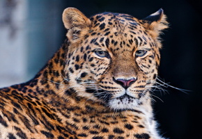 Леопард, panthera pardus, усы, взгляд, морда, leopard, лежит