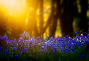 природа, свет, Цветы