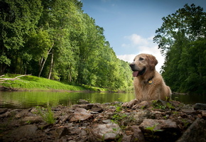 природа, река, Собака