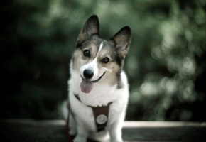 Собака, друг, взгляд