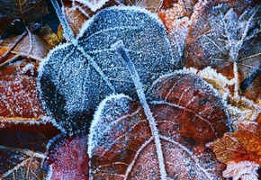 иней, лёд, осень, листва, листья, жёлтые, листок, Фон