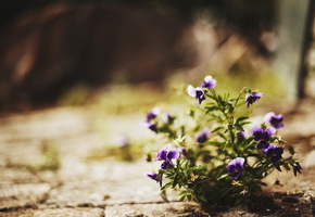 Цветы, улица, свет, природа