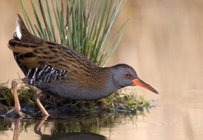 пруд, отражение, трава, Птица, вода, озеро