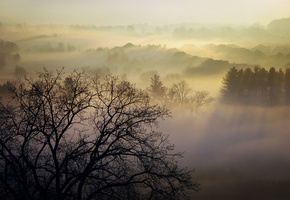 Природа, туман, канада, homer watson park, утро, пар, деревья