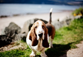 взгляд, друг, Собака