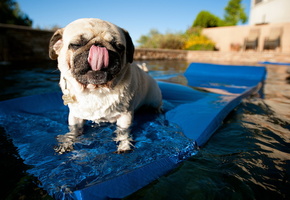 Собака, фон, мопс, вода