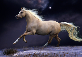 луна, хвост, небо, грива, ночь, галоп, белая, снег, Лошадь