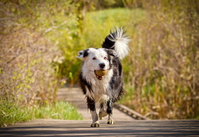 мяч, Собака, друг