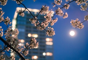 луна, токио, огни, Город, весна, япония, ветка, вечер