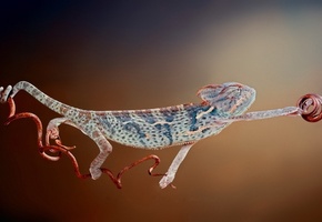 макро, Хамелеон, chameleon, пресмыкающееся