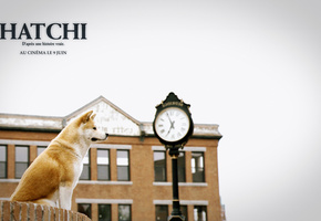 собака, Хатико, верный друг