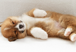 лапки, Щенок, сон