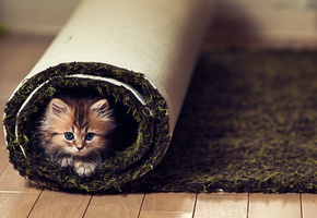 взгляд, пол, ковер, Котенок