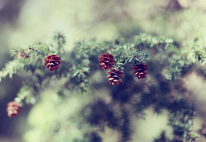 природа, фокус, хвоя, ель, ветка, Шишки, размытость, боке