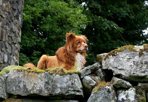 природа, ретривер, Собака