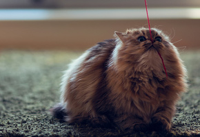 c ben torode, нить, Кошка, daisy