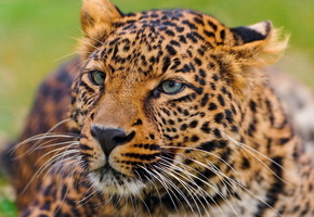 leopard, усы, panthera pardus, лежит, Леопард, морда, любопытство