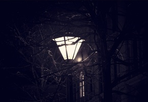 Фонарь, уличный фонарь, веточки дерева, ночь