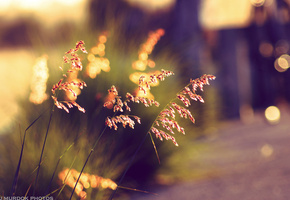 трава, закат, Лето, боке