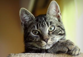 котэ, морда, Кот, полосатый, кошка